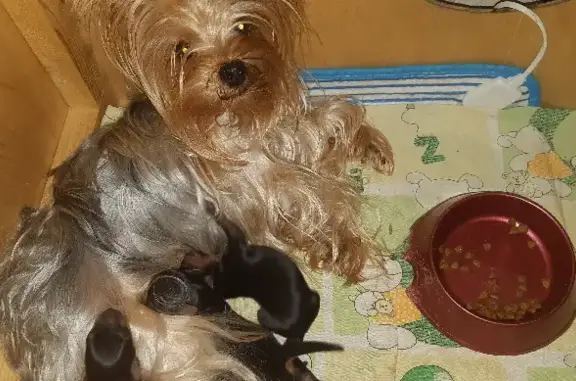 Собаки потеряшки, Новокузнецк, фото: Потеряшка собака Йоркширский терьер на Челюскина, 46