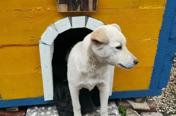 Пропал щенок Чип в Красносвободном, Тамбовская область
