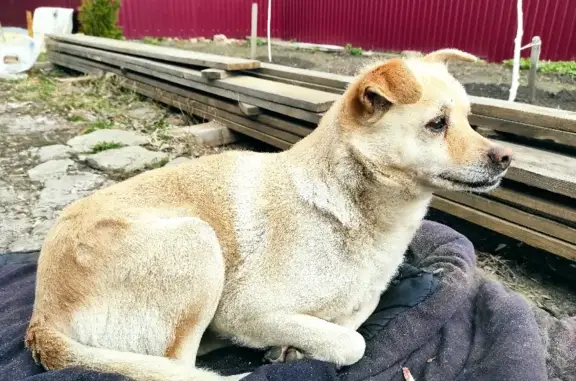 Пропала собака Ника в Красносвободном