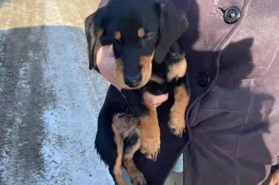 Найден щенок таксы в п. Ростоши (Оренбург)