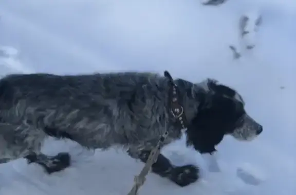 Пропала собака Рича в Нижних Вязовых, Татарстан