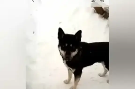 Пропала собака в Панковском поселении