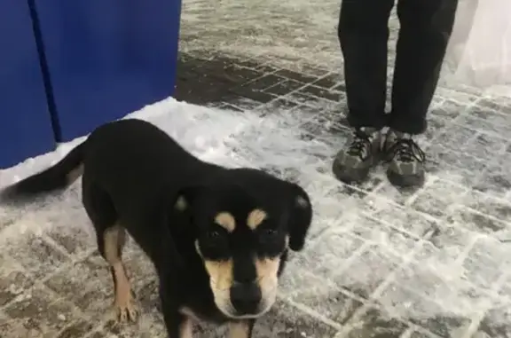 Найдена собака Мальчик на ул. Глазкова в Тамбове