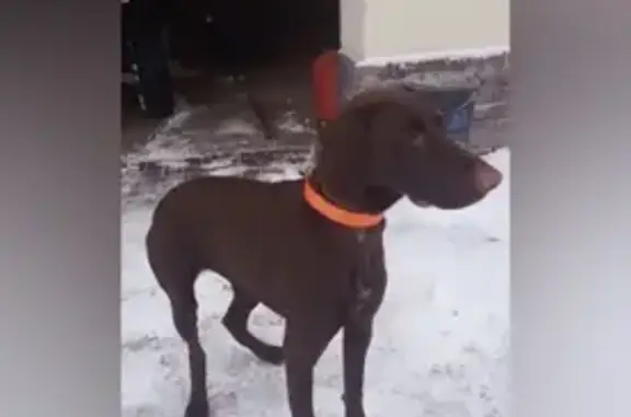 Пропала собака в Красном Профинтерне, Ярославская область