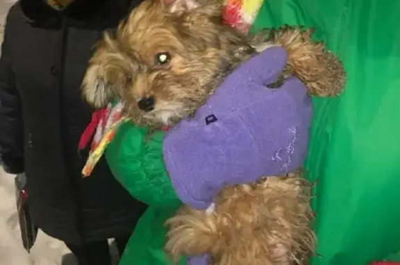 Найден щенок около магазина Лимон, ул. Кирова, 1, Буздяк