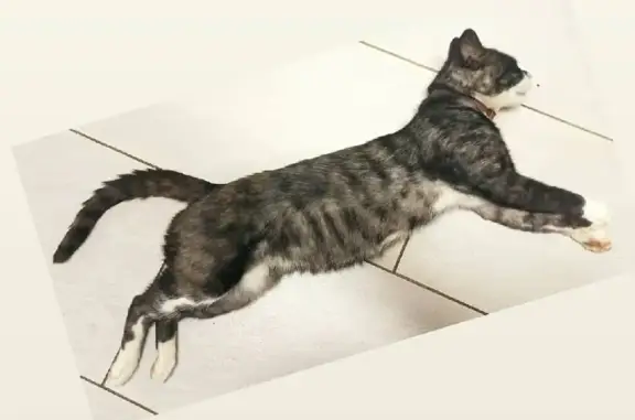 Потерянные животные Смоленск, фото: Пропал кот Зорро, адрес: пос. Тихвинка, 55, Смоленск.