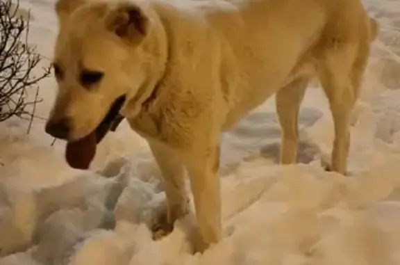 Найдена ласковая собака на Екатерининском проспекте 2, СПб