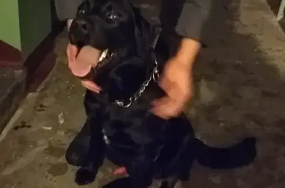 Собака найдена на улице Маршала Ерёменко, 22 в Смоленске.