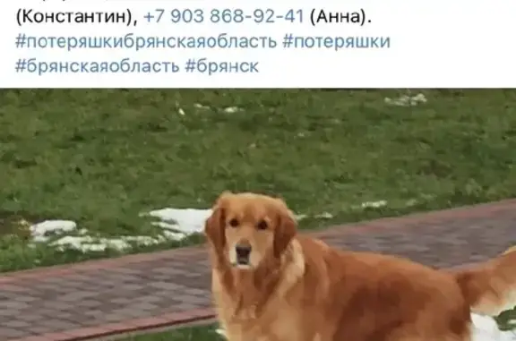 Пропала собака в Брянске, район Аэропарк, вознаграждение