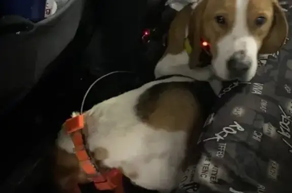 Найдена собака, Москва, фото: 2 девочки-бигля или гончихи с радиоошейниками на Ярославском шоссе