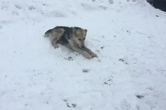 Собака найдена на улице Старокачаловская, Москва