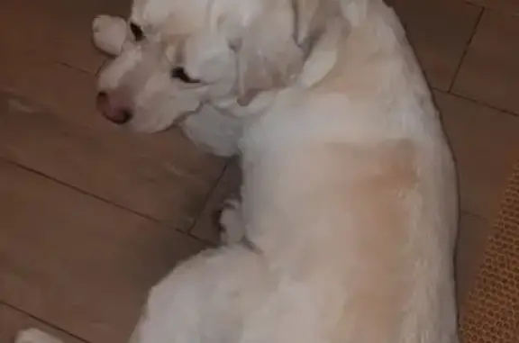 Собака Лабрадор ретривер найдена на Белостокской улице, Ростов-на-Дону