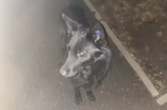 Найдена собака на ул. В. Посадского 53, Краснодар