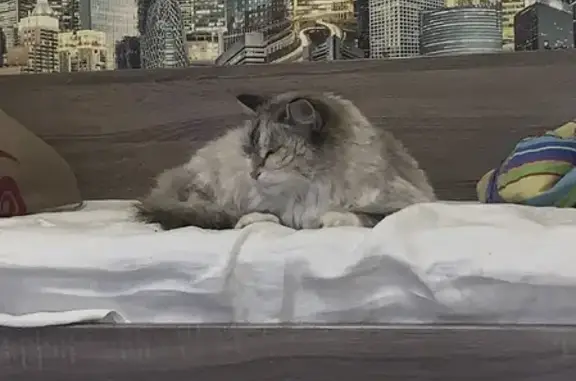 Найдена кошка около дома на ул. М.Горького 93 в Тамбове
