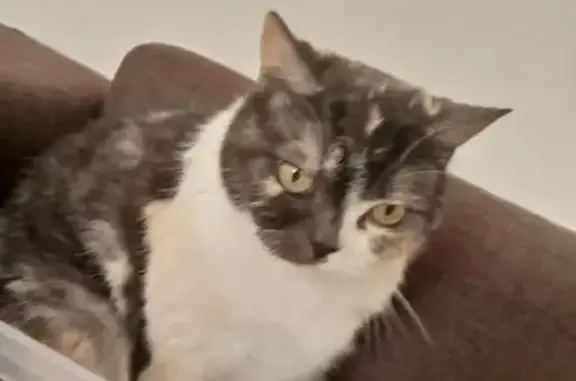 Потерянные животные Сочи, фото: Пропала кошка Триша на Ландышевой, Сочи