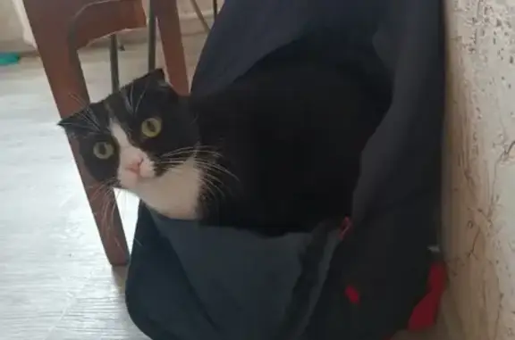 Объявления о пропавших и найденных животных, Курган, фото: Пропала кошка Боня на Машиностроителей, 6, Курган.