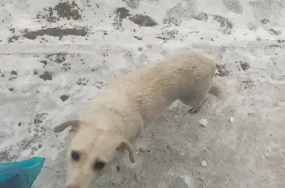 Найдена белая собака у дома Фёдорова 4