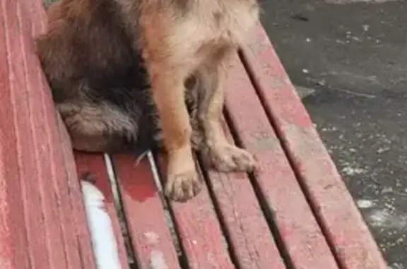 Найдена собака на улице Ленина, Дзержинский
