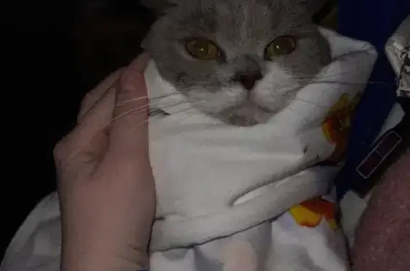 Найдена кошка британской породы на Михайловском шоссе, Белгород