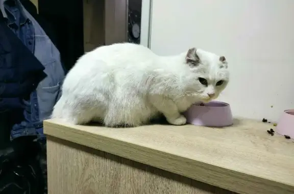Найдена белая кошка на Северной, 263, Краснодар
