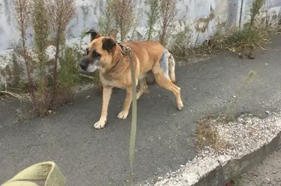 Пропала собака в Добровском сельском поселении