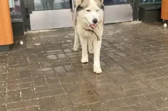 Найдена собака в Московской обл. без страха перед людьми.