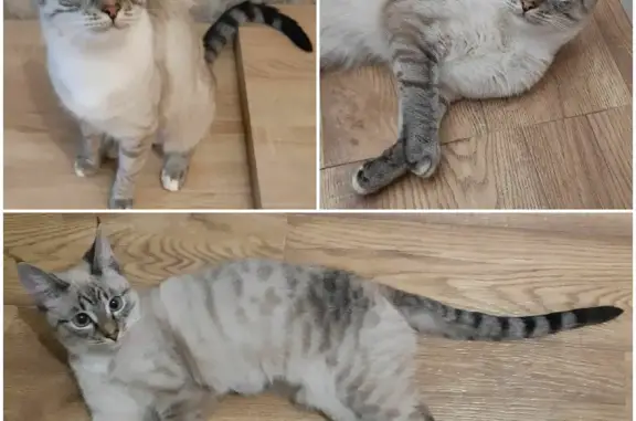 Потерянные животные Смоленск, фото: Пропала кошка на улице Урицкого, Смоленск