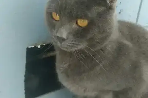 Найдена кошка на Павловском тракте, Барнаул
