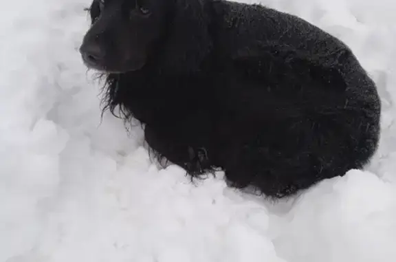 Собака найдена: спаниель на 2-м Завокзальном, Иваново.