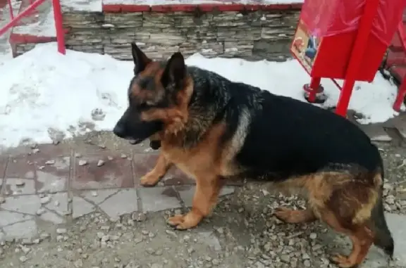 Найдена собака Кабель Немецкой овчарки на Ковровской улице, Муром