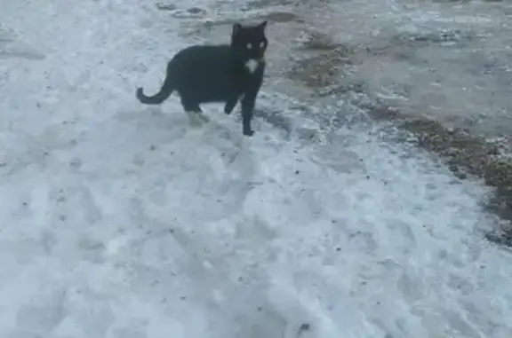 Потерянная кошка на Павловском тракте, Барнаул