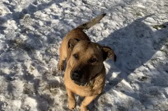 Пропала собака в Саранске на пр. Российской Армии