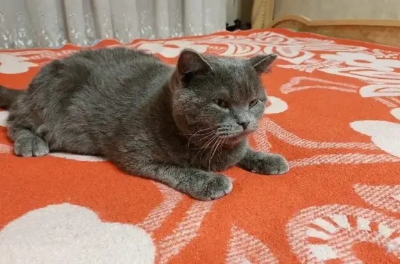 Найдена кошка на Партизанской, Лесосибирск