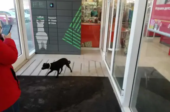 Найдена собака на ул. Высоцкого в Екатеринбурге