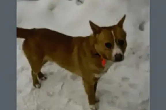 Собака Рыжий найдена на улице Сакко, 45