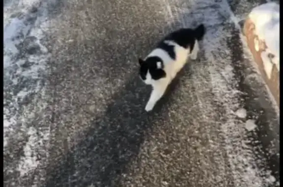 Объявления о пропавших и найденных животных, Ульяновск, фото: Пропала кошка Кот на Хрустальной улице в Ульяновске