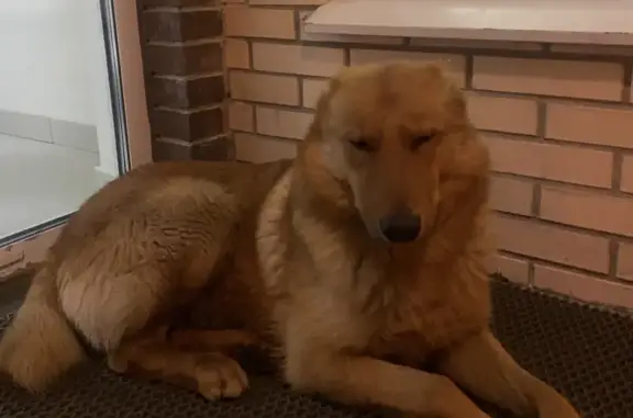 Собака Рыжий найдена в ЖК «Татьянин Парк» (17 к2)