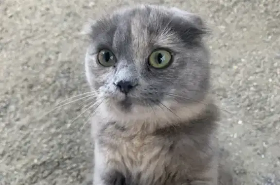 Ухоженная молодая кошка на Казачьей, 53