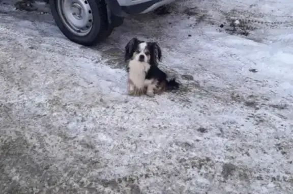 Собака на улице Губкина, 28, Салават.