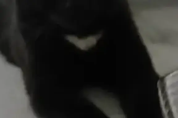 Кошки потеряшки, Ярославль, фото: Потеряшка кошка Соня на ул. 18 Марта, Ярославль