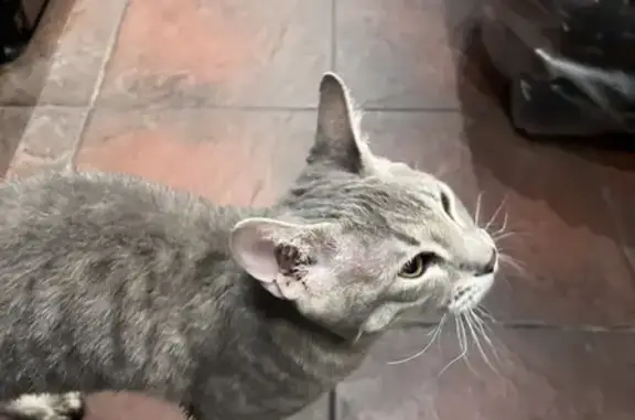 Найдена домашняя кошка на ул. Душистая, 61, Краснодар