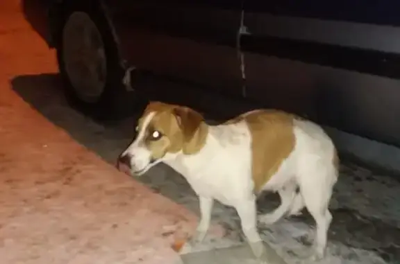 Собака найдена на улице Розы Люксембург, 325 в Иркутске.