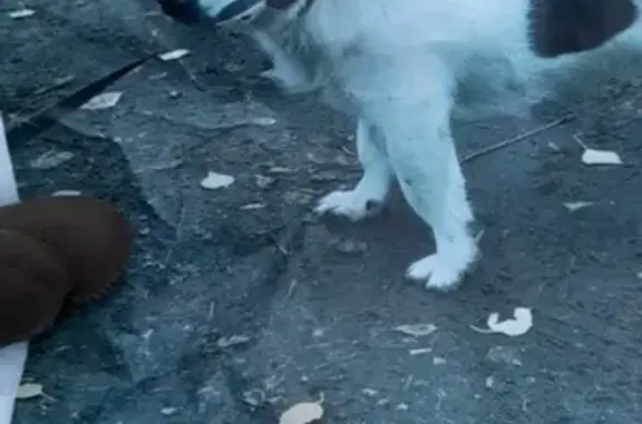 Пропала собака на Молодёжной, Красногорск