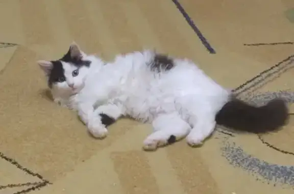 Пропала кошка на Актюбинской, 37