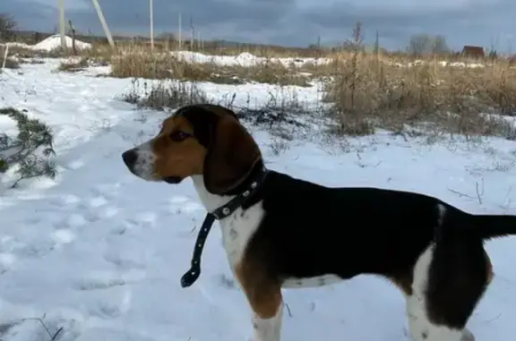Найдена собака без ошейника в Слободе, Тульская область