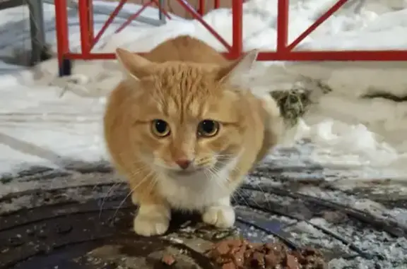 Потерян домашний кот на ул. 15 лет Октября в Твери