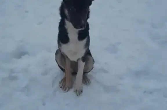 Собака найдена на проспекте Ленина, Подольск