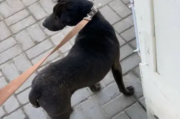 Объявления о пропавших и найденных животных, Ростов-на-Дону, фото: Пропала собака породы шарпей на ул. Штахановского, Ростов-на-Дону