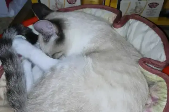 Найдена кошка Сиамская, ищет дом на пр. 60 лет ОССР, 18