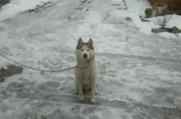 Пропала собака Ричи на улице Комсомольской, 75 в Ельце